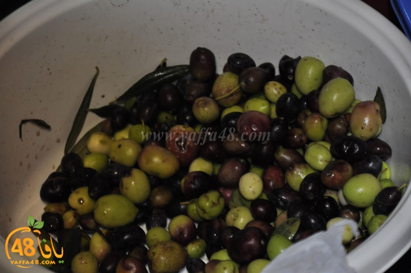 zaitooon nady islamy (8).JPG